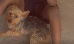 Lost Male Dog last seen Seabreeze, San Antonio, TX 78220