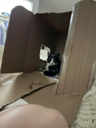Lost Male Cat last seen Silver lake hosp new Lenox, New Lenox, IL 60451