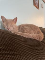 Lost Male Cat last seen Church street near Lackawanna heritage trail, Archbald, PA 18403