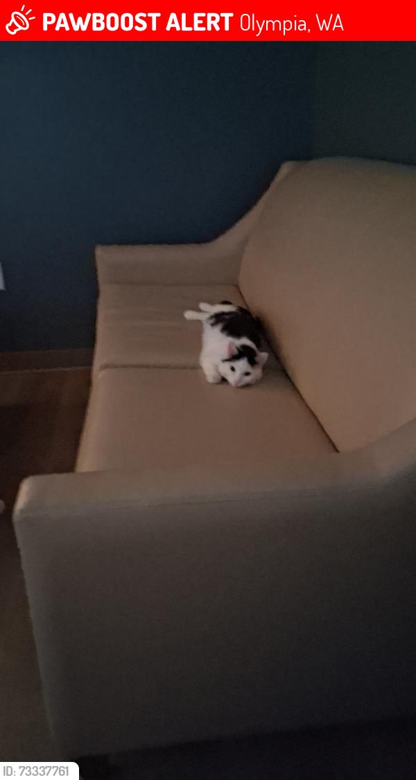 Lost Male Cat last seen George bush middle school, Olympia, WA 98512
