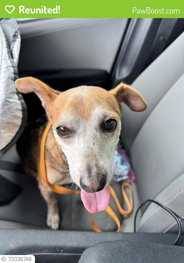 Reunited Male Dog last seen Riviera Elementary, Palm Bay, FL 32905