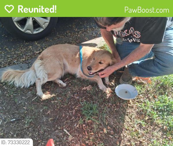 Reunited Female Dog last seen Along the side of the road, no close hses, Center Ridge, AR 72027