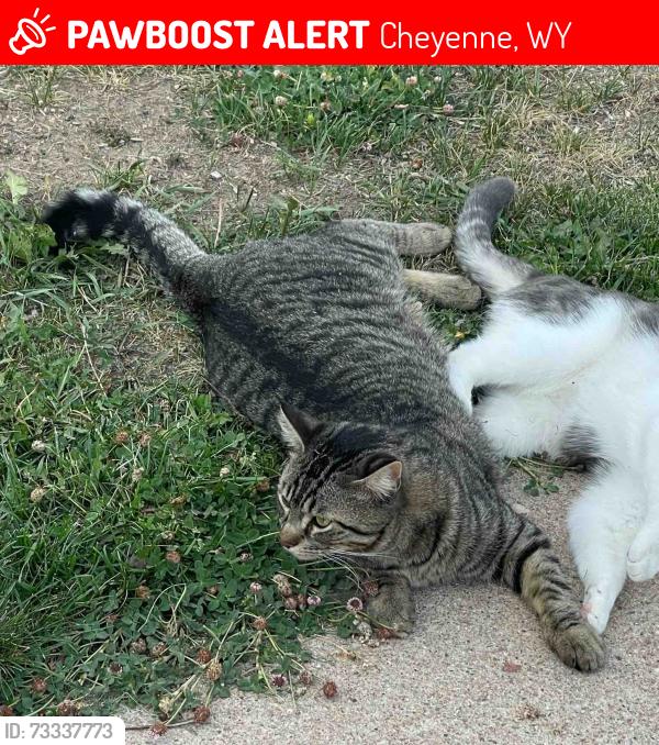 Lost Male Cat last seen Seminoe Road and Dell Range, Cheyenne, WY 82009