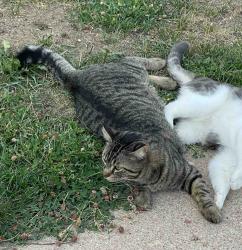 Lost Male Cat last seen Seminoe Road and Dell Range, Cheyenne, WY 82009
