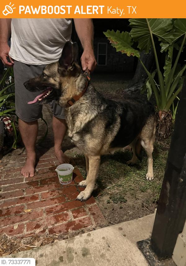 Found/Stray Unknown Dog last seen Clay Rd Katy Hockley Rd, Katy, TX 77493