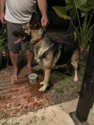 Found/Stray Unknown Dog last seen Clay Rd Katy Hockley Rd, Katy, TX 77493