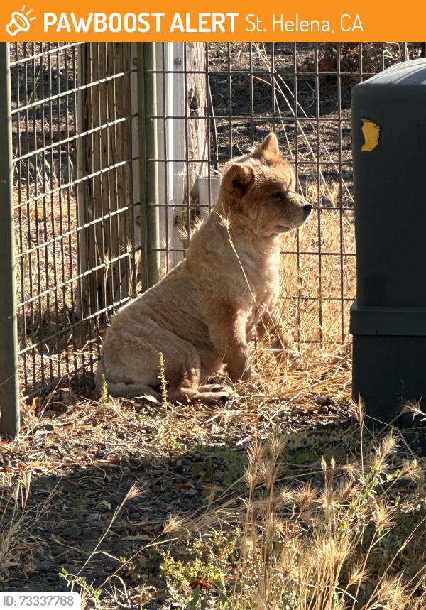 Found/Stray Female Dog last seen Mills Ln near Montessori, St. Helena, CA 94574