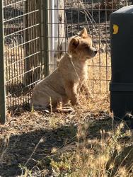 Found/Stray Female Dog last seen Mills Ln near Montessori, St. Helena, CA 94574