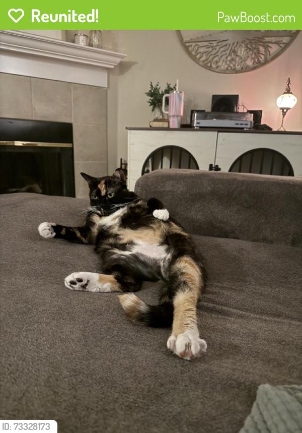 Reunited Female Cat last seen Hilda St, Oregon City, OR 97045, USA, Oregon City, OR 97045