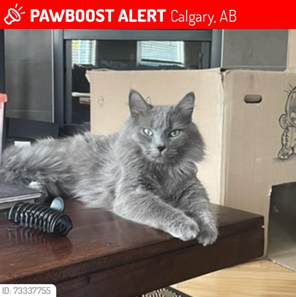 Lost Male Cat last seen St sebastion school, Calgary, AB 