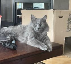 Lost Male Cat last seen St sebastion school, Calgary, AB 