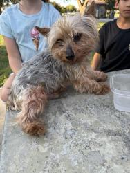 Found/Stray Male Dog last seen Rudolph Joseph merino park, Merced, CA 95348