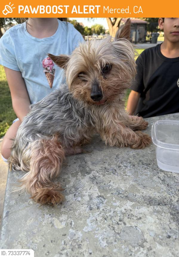 Found/Stray Male Dog last seen Rudolph Joseph merino park, Merced, CA 95348