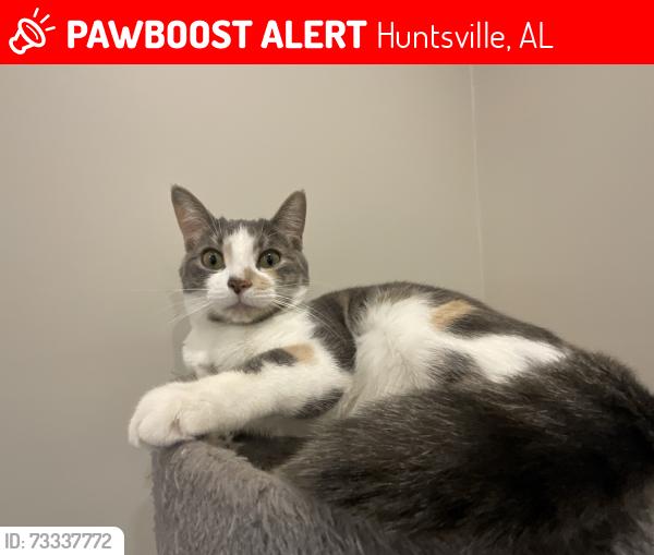 Lost Female Cat last seen Shell gas station, Huntsville, AL 35801