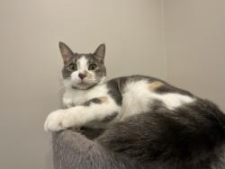 Lost Female Cat last seen Shell gas station, Huntsville, AL 35801
