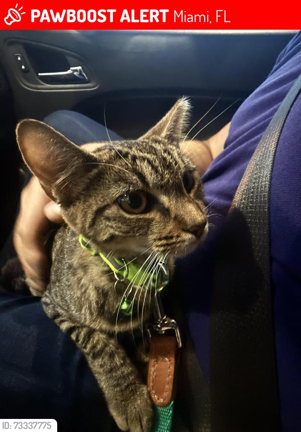 Lost Female Cat last seen Near Biscayne Blvd, Miami, FL, Miami, FL 33137
