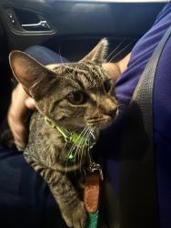 Lost Female Cat last seen Near Biscayne Blvd, Miami, FL, Miami, FL 33137