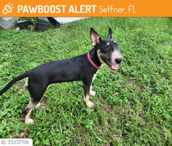 Found/Stray Female Dog last seen Mango dog park, Seffner, FL 33584