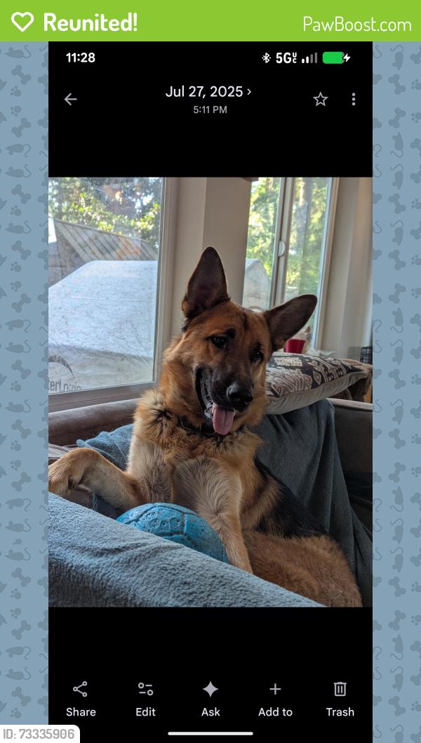 Reunited Male Dog last seen 32nd and 103rd Lake Stevens, Bunk Foss, WA 98258