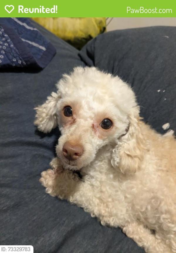 Reunited Female Dog last seen Providence Baptist Church, Atlanta, GA 30337