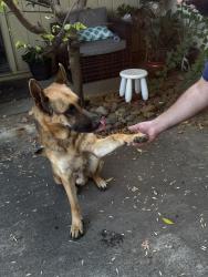 Found/Stray Male Dog last seen Ming Tower, Rancho Cordova, CA 95670