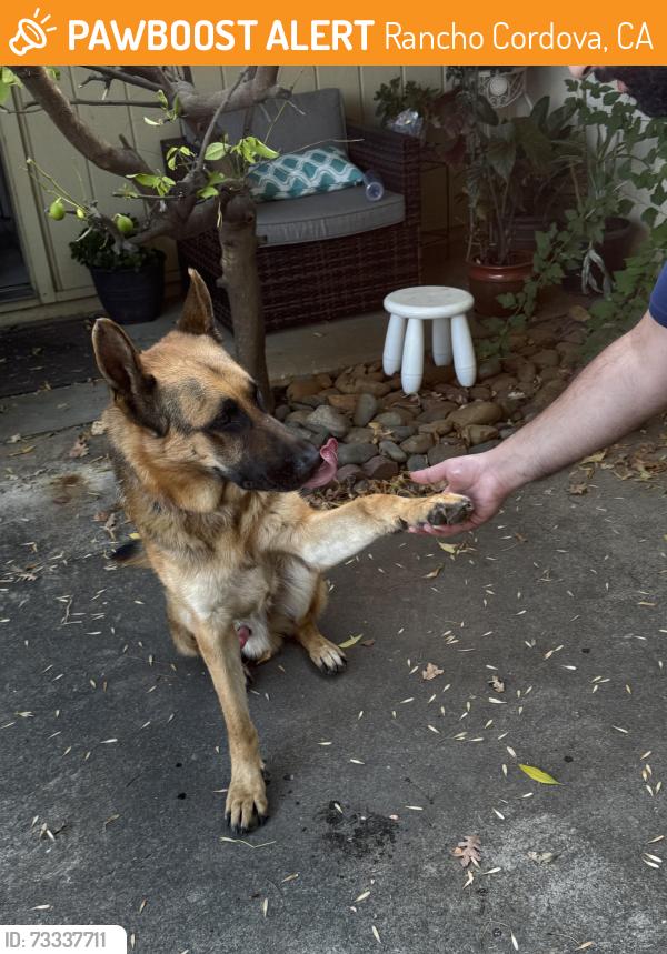Found/Stray Male Dog last seen Ming Tower, Rancho Cordova, CA 95670