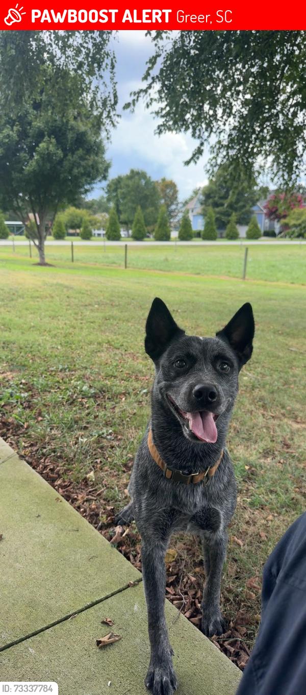 Lost Male Dog last seen Near downtown Greer, SC, Greer, SC 29650