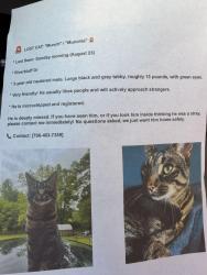 Lost Male Cat last seen Hancock bridge rd, Barrow County, GA 30680