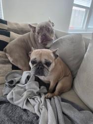 Reunited Female Dog last seen Near River Rd, New Braunfels, TX 78132, USA, New Braunfels, TX 78132