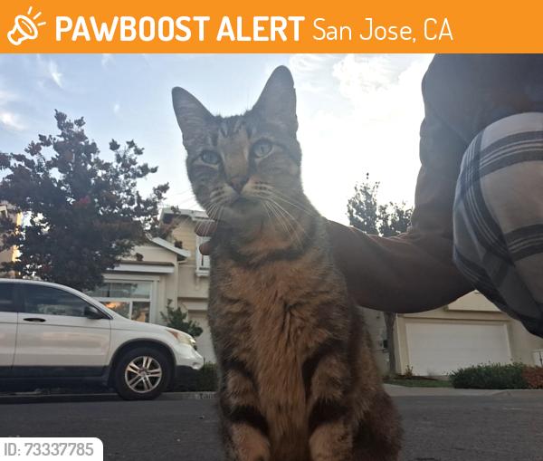 Found/Stray Unknown Cat last seen flickinger ave, San Jose, CA 95131