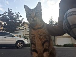 Found/Stray Unknown Cat last seen flickinger ave, San Jose, CA 95131