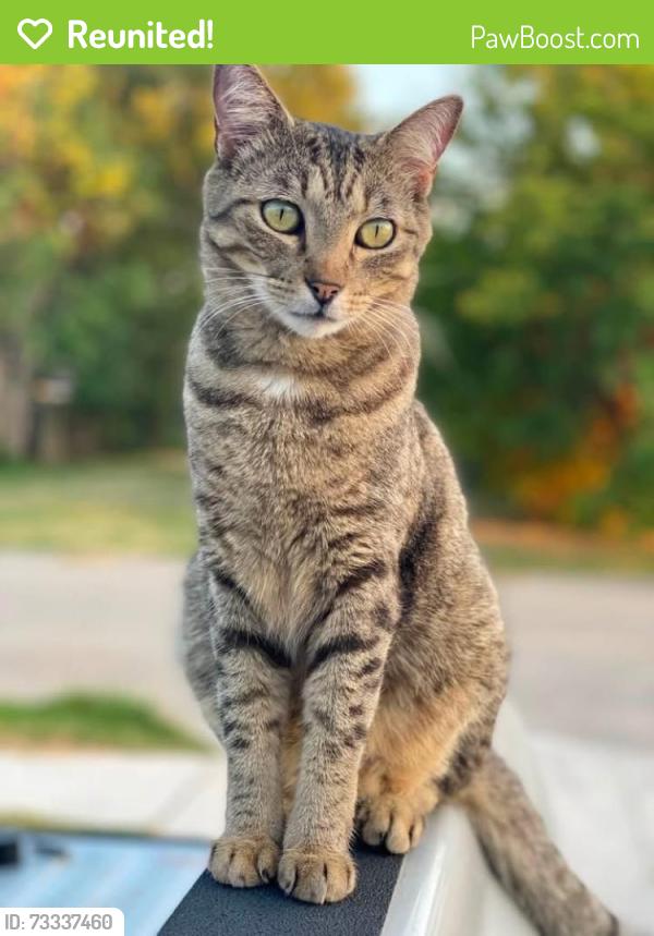 Reunited Male Cat last seen W Ford and S Kickapoo, Shawnee, OK 74801