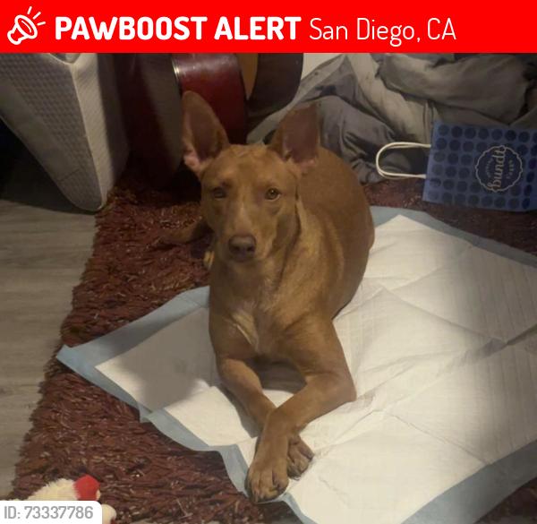 Lost Female Dog last seen Shawn Ave. & Mission village Dr., San Diego, CA 92123
