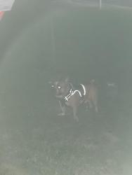 Found/Stray Male Dog last seen Cleothorpe road, Decatur, GA 30034