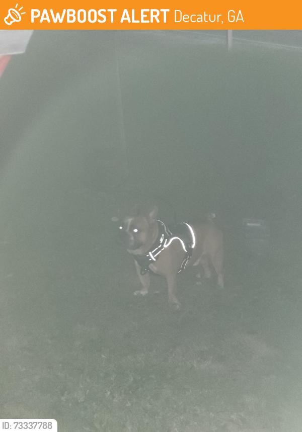 Found/Stray Male Dog last seen Cleothorpe road, Decatur, GA 30034