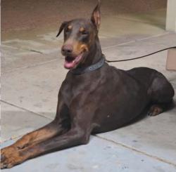 Found/Stray Male Dog last seen Pecos and Russell, Paradise, NV 89120