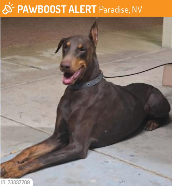 Found/Stray Male Dog last seen Pecos and Russell, Paradise, NV 89120