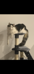 Lost Female Cat last seen Ninth avenue rosebud, Rosebud, VIC 3939