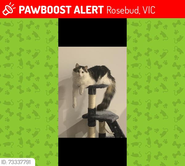 Lost Female Cat last seen Ninth avenue rosebud, Rosebud, VIC 3939