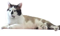 Lost Male Cat last seen Grantsboro, NC, Aurora, NC 27806