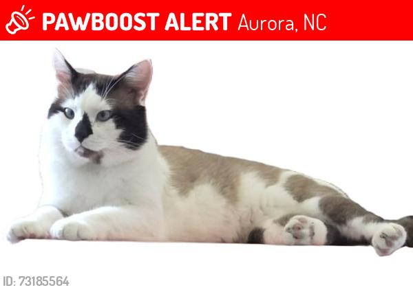 Lost Male Cat last seen Grantsboro, NC, Aurora, NC 27806