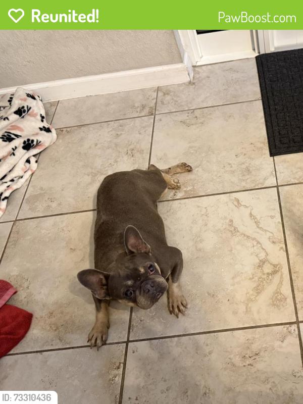 Reunited Female Dog last seen SW 134 Ct and 277 Street, Princeton, FL 33032