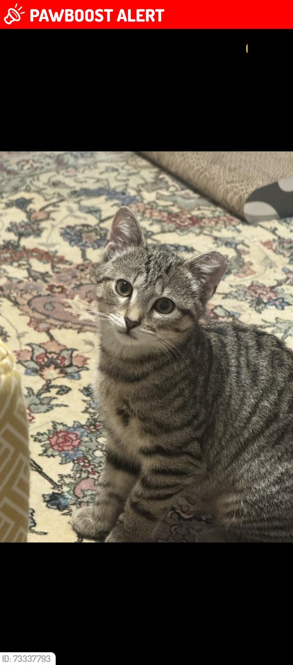 Lost Female Cat last seen Maple st & Walnut st & Vine st, Glenwood Landing, NY 11547