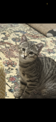 Lost Female Cat last seen Maple st & Walnut st & Vine st, Glenwood Landing, NY 11547
