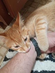 Found/Stray Male Cat last seen Everglades Boulevard and Randall, Naples, FL 34120