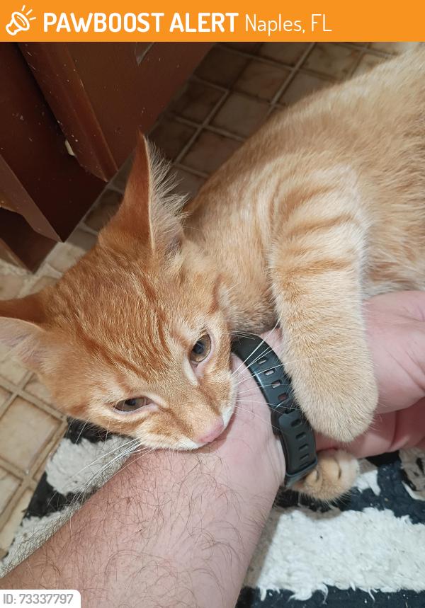 Found/Stray Male Cat last seen Everglades Boulevard and Randall, Naples, FL 34120