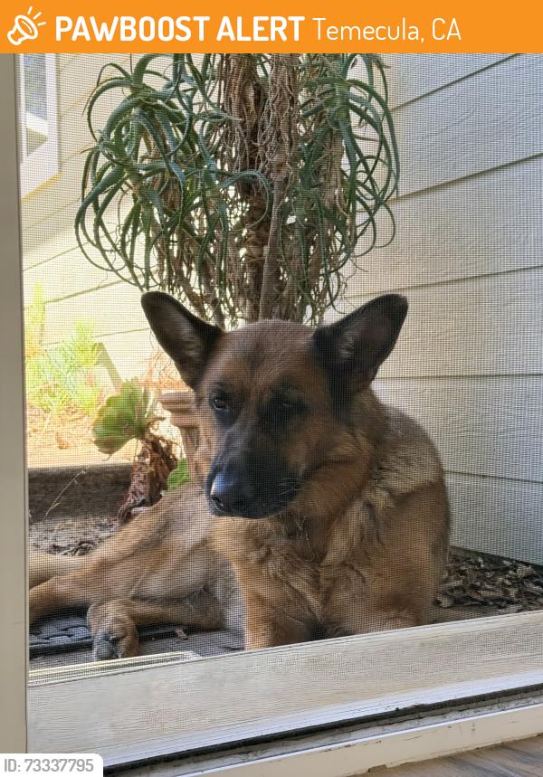 Found/Stray Female Dog last seen De Luz, Temecula, CA 92590