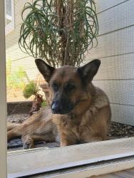 Found/Stray Female Dog last seen De Luz, Temecula, CA 92590