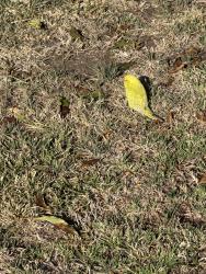 Found/Stray Female Bird last seen Vanowen / Shoup, Los Angeles, CA 91307