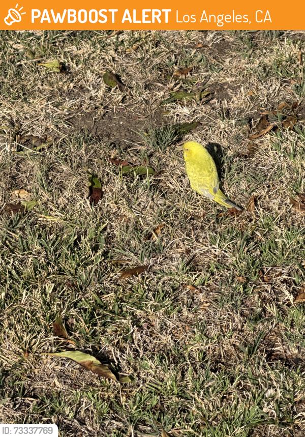 Found/Stray Female Bird last seen Vanowen / Shoup, Los Angeles, CA 91307